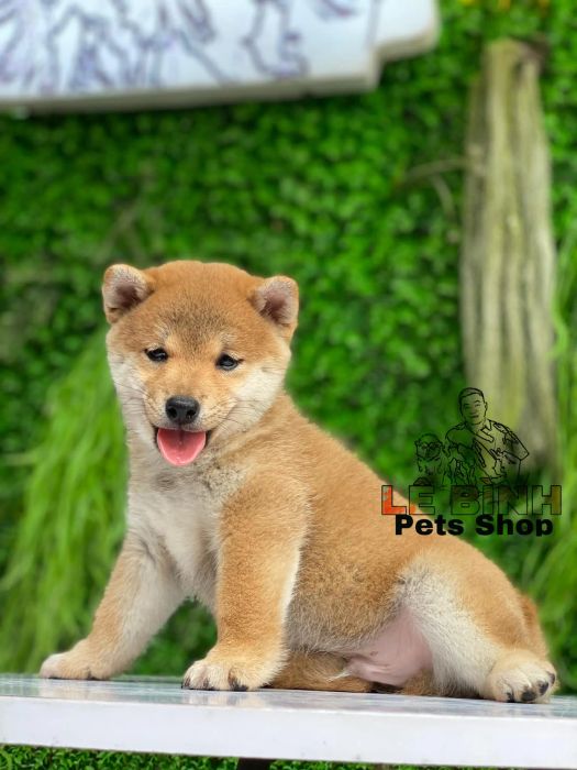 Không gian chăm sóc thú cưng tại Lê Bình Pets Shop (Nguồn: Internet)