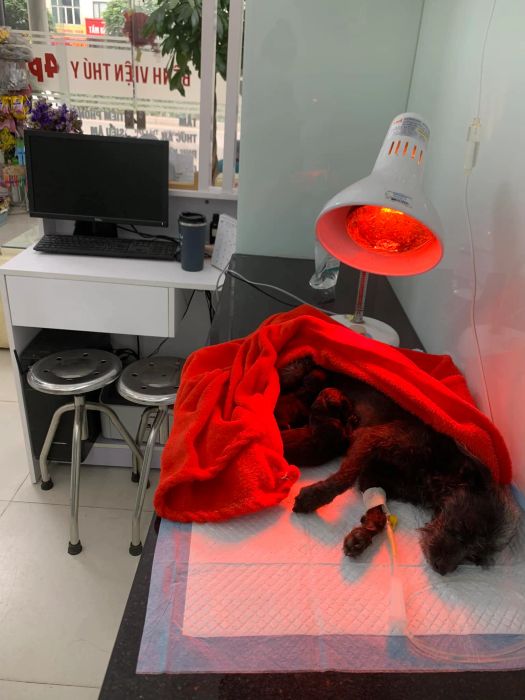 Hình ảnh đội ngũ bác sĩ Thú Y 4Pet