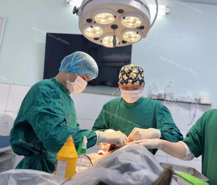 Hình ảnh minh hoạ chân thực từ bệnh viện thú y Mỹ Đình