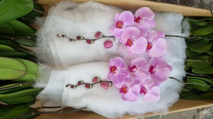 Dalas Orchid ảnh 1 - Kiệt tác đầu tiên từ xưởng hoa nghệ thuật 10 năm kinh nghiệm