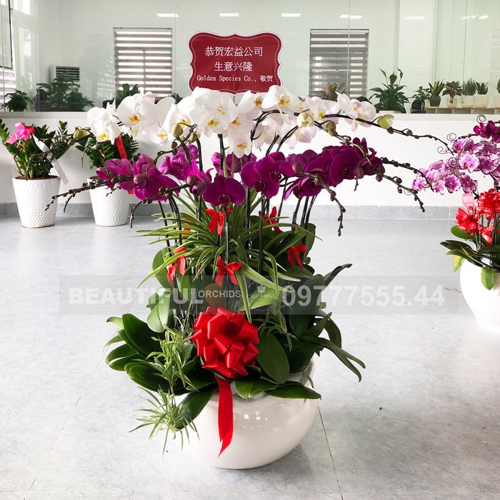 Không gian trưng bày sang trọng tại Orchid's Hà Nội