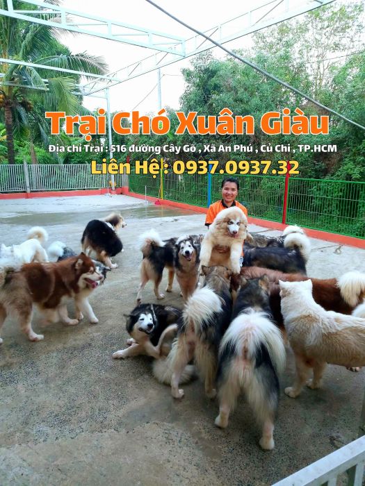 Hoạt động chăm sóc tại Trại Chó Xuân Giàu (Nguồn: Internet)