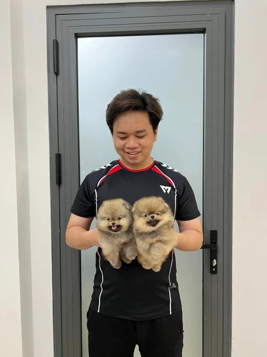 Hình ảnh những chú Pomeranian đáng yêu tại HoGi Pet Shop (Nguồn: Internet)