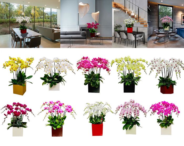 Hình ảnh minh họa vườn lan hồ điệp (Nguồn: Sưu tầm)