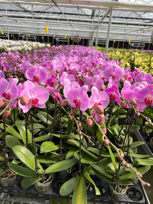 Bộ sưu tập lan hồ điệp đa dạng tại Thế Giới Cây và Hoa