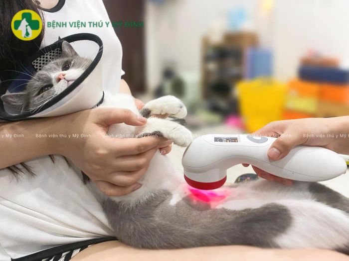 Hình ảnh minh hoạ chân thực từ bệnh viện thú y Mỹ Đình
