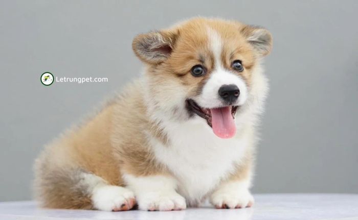 Hình ảnh Lê Trung Pet (Nguồn: Internet)