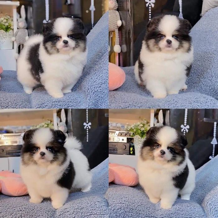 Hình ảnh S&C Dog Shop (Nguồn: Internet)
