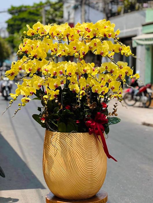 Bộ sưu tập lan hồ điệp đa dạng tại Hoa Tươi 360