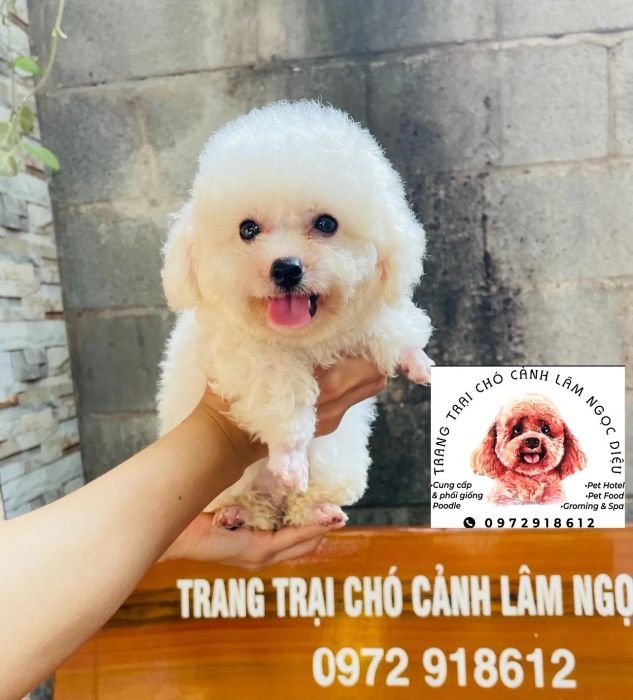 Hình ảnh Trang trại Poodle Lâm Ngọc Diệu (Nguồn: Internet)