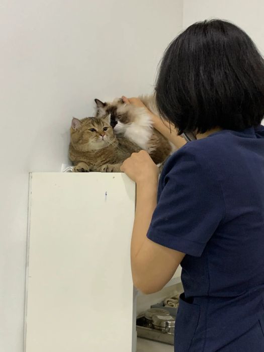 Hình ảnh đội ngũ bác sĩ tại Samyang Animal Clinic
