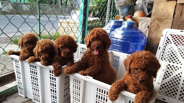 Hình ảnh F8 Kennel (Nguồn: Internet)