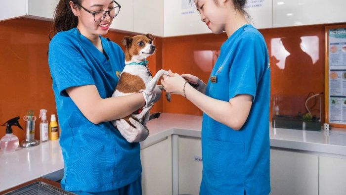 Hình ảnh đội ngũ bác sĩ tận tâm tại 2Vet Animal Hospital