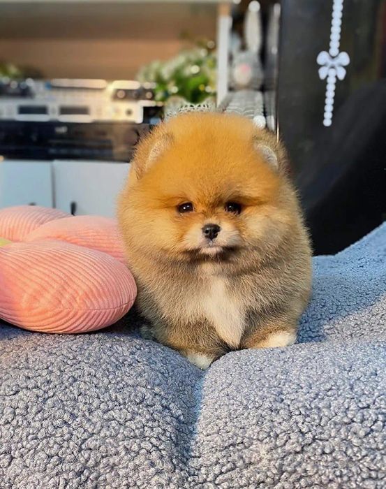 Không gian chăm sóc thú cưng tại S&C Dog Shop (Nguồn: Internet)