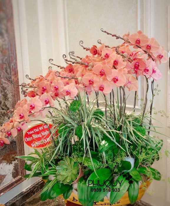 Hoa Lan Phú Quý ảnh 2 - Góc nhìn nghệ thuật khắc họa vẻ đẹp kiêu sa của loài hoa đẳng cấp.