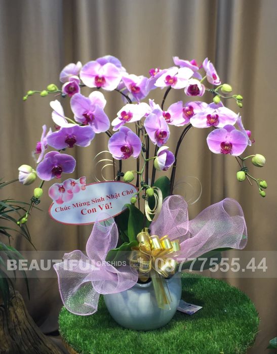 Bộ sưu tập lan hồ điệp đa dạng tại Orchid's Hà Nội