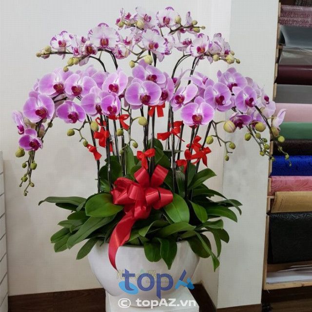 Địa chỉ bán lan hồ điệp tại Quận 5