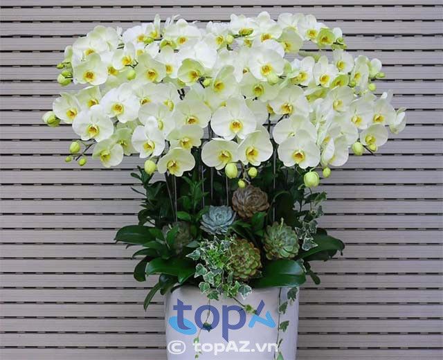 Địa chỉ bán lan hồ điệp tại Quận 5