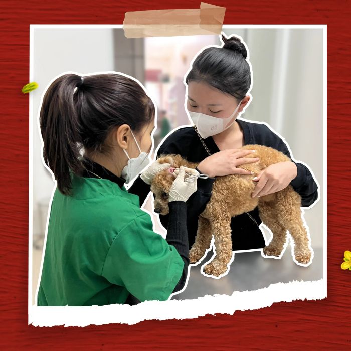 Hình ảnh thực tế tại PetHealth (Nguồn: Bệnh Viện Thú Y PetHealth)