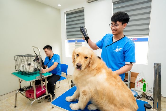 Hình ảnh thực tế tại Thành Vinh PET - Nơi chăm sóc thú cưng chuẩn yêu