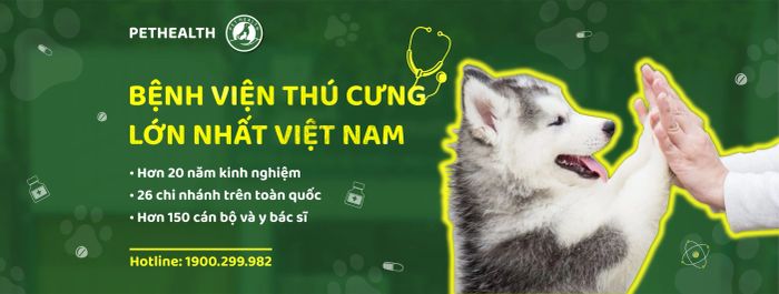 Hình ảnh thực tế tại PetHealth Âu Cơ (Nguồn: Bệnh Viện Thú Y PetHealth)