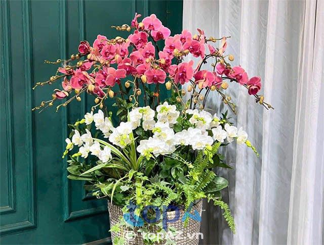 Yến Chi Flower - Cửa hàng hoa lan hồ điệp uy tín tại Quận 5