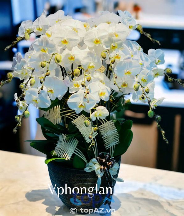 Địa chỉ vàng cho những ai tìm mua lan hồ điệp chất lượng tại Quận 2