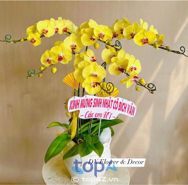 Địa chỉ vàng cho những ai tìm kiếm lan hồ điệp cao cấp tại Quận 2