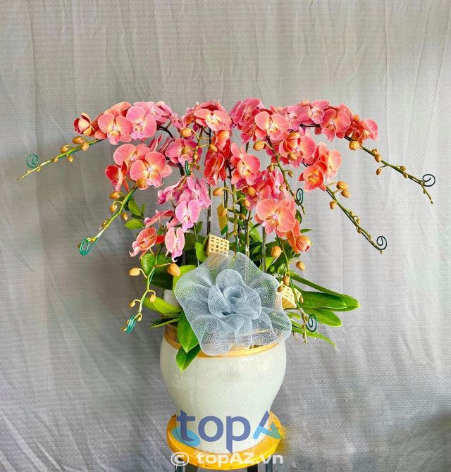 Điểm đến lý tưởng cho những ai tìm kiếm lan hồ điệp đẹp chuẩn phong cách tại Quận 2
