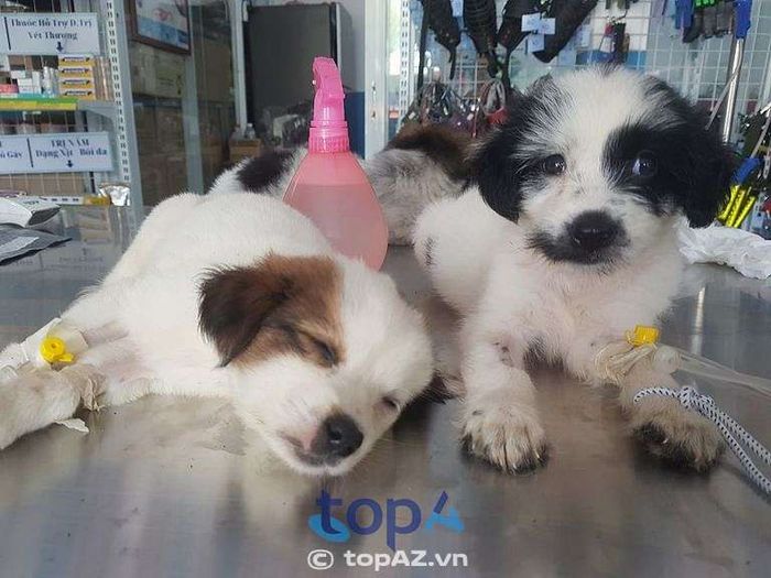Petshop Thành Trung - Địa chỉ vàng cho thú cưng