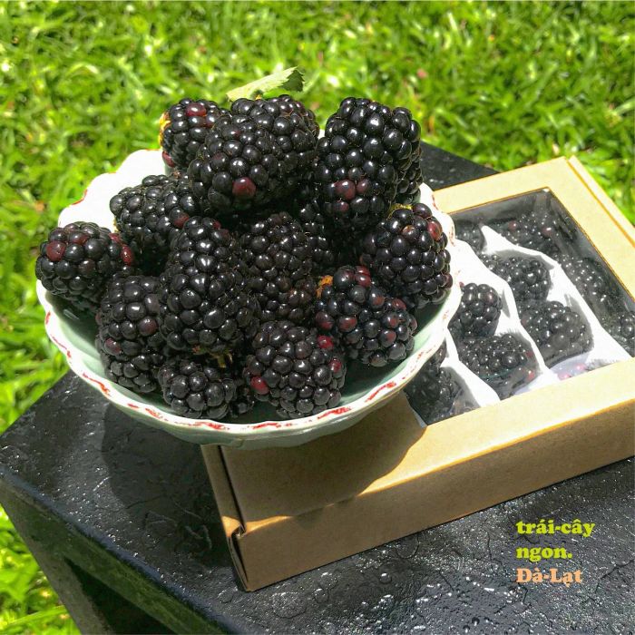Hình ảnh đầu tiên về Trái Cây Ngon Đà Lạt - Delicious Fruits - Nơi lưu giữ tinh hoa trái cây bốn mùa