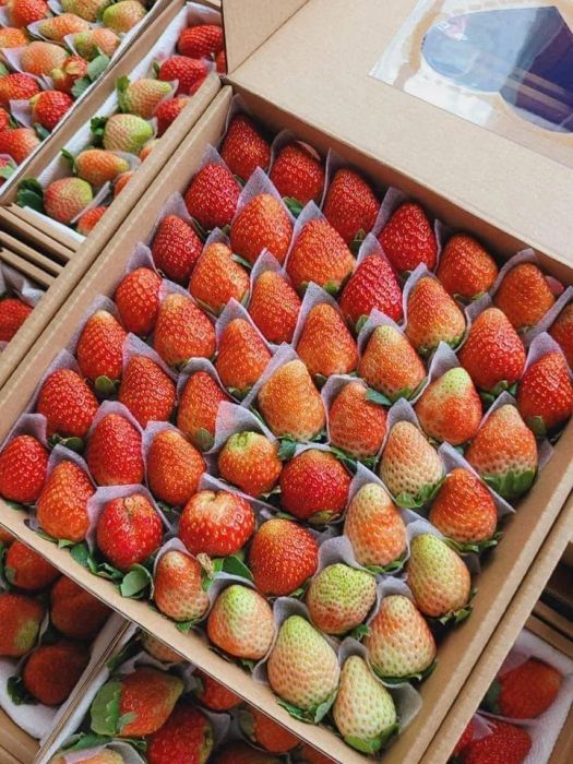 Hình ảnh đầu tiên về Trái Cây Sạch Đà Lạt - Nơi gửi trọn niềm tin vào chất lượng
