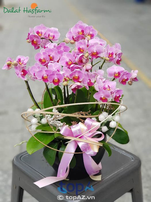Dalat Hasfarm - Thiên đường lan hồ điệp Đà Lạt tại Quận 6