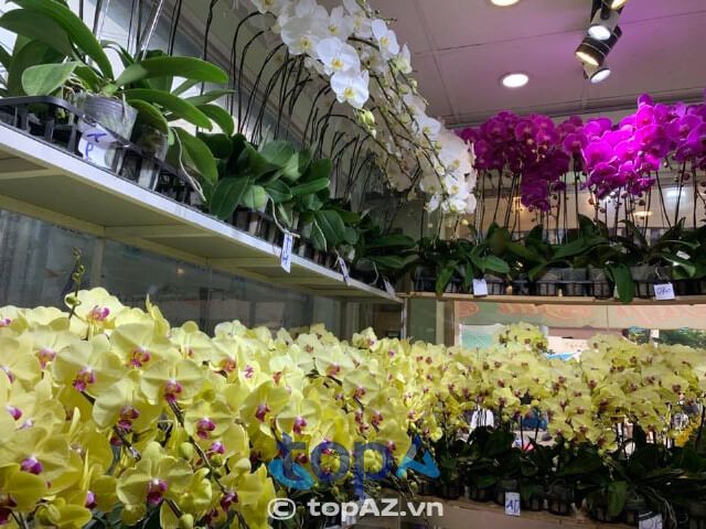 Huy Thảo - Địa chỉ vàng cho những đóa lan hồ điệp tinh tế