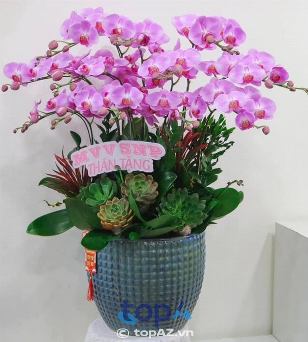 Floli - Địa chỉ vàng cho những ai tìm kiếm lan hồ điệp đẹp tại Quận 6