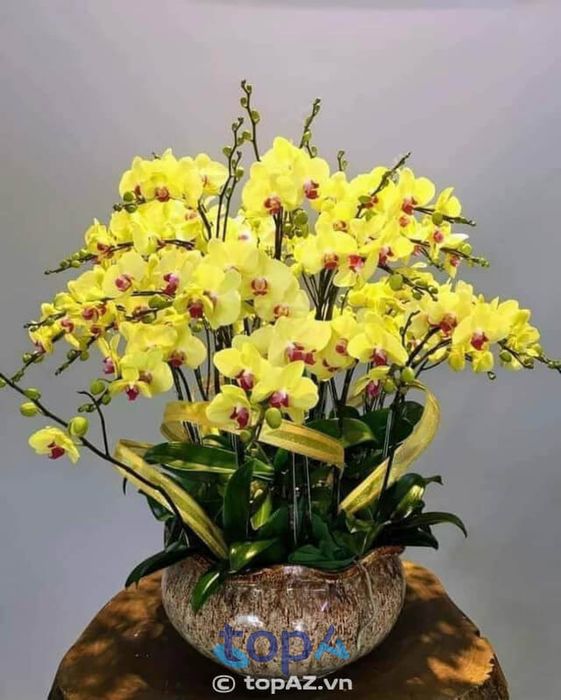 Như Ý - Địa chỉ vàng cho những ai săn tìm lan hồ điệp chất lượng tại Quận 6
