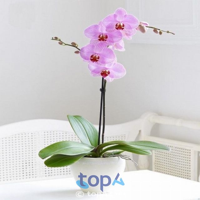 Vườn Lan Hồ Điệp Long Biên - Thiên đường của những giò lan quý