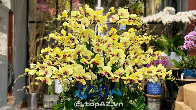 Địa chỉ vàng mua hoa lan hồ điệp chất lượng tại Long Biên