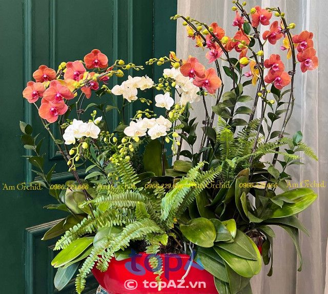 Địa chỉ uy tín mua hoa lan hồ điệp tại quận Long Biên