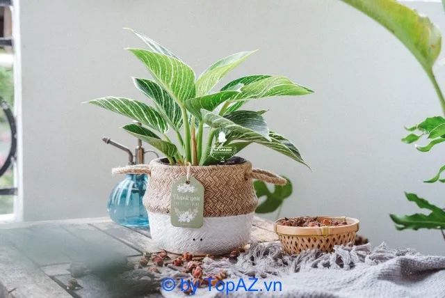 địa chỉ mua cây cảnh phong thủy làm quà tặng tân gia tại TP.HCM