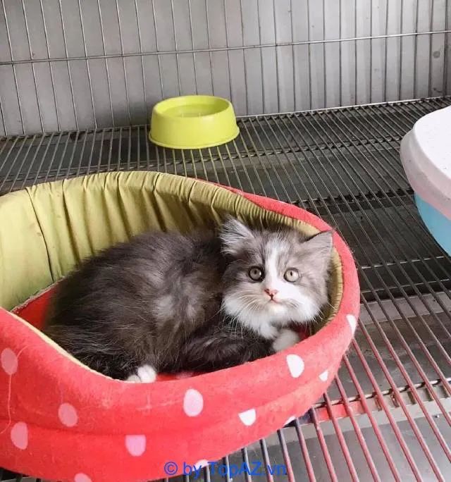 Địa chỉ tin cậy cho những ai tìm mua mèo cảnh tại Hà Nội