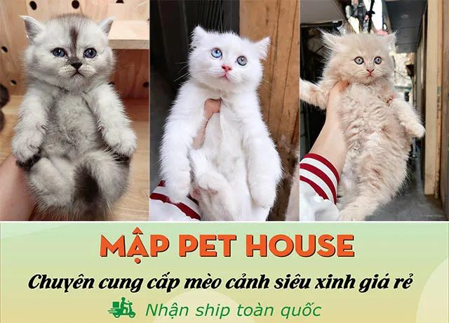 Địa chỉ vàng cho những ai tìm mua mèo cảnh tại Hà Nội
