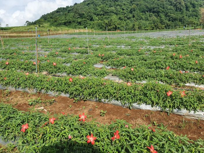 Hình ảnh giới thiệu CTY TNHH Nguyên liệu Dược phẩm Bigherbalife