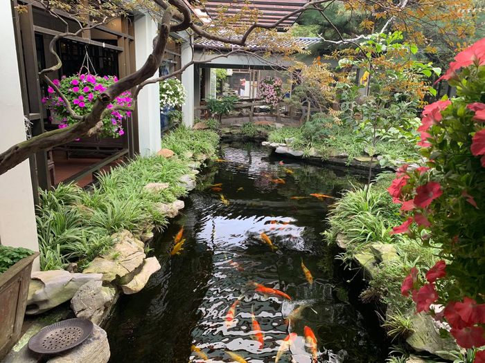 Hồ cá Koi Nhật Bản đẳng cấp tại YoKo Koi Farm