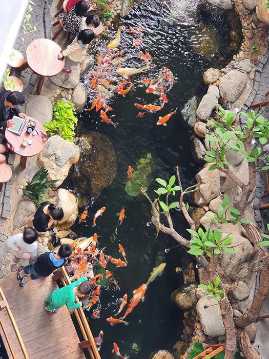 Không gian hồ cá Koi đẳng cấp tại KOI ĐẸP