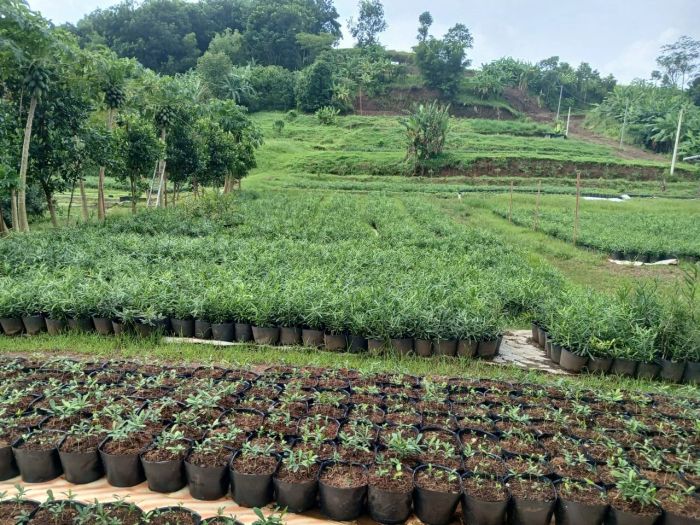 Hình ảnh thứ hai về Công ty CP Thương mại Dịch vụ Dược liệu Nam Long