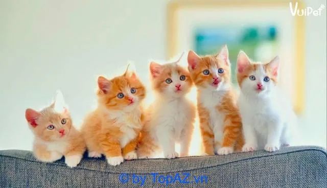 Địa chỉ vàng cho những ai tìm mua mèo cảnh tại Hà Nội