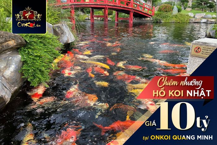 Hồ cá Koi nghệ thuật tại Onkoi Quang Minh