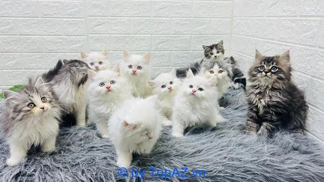 Điểm đến lý tưởng cho những ai tìm mua mèo cảnh tại Hà Nội