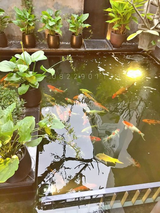 Thiết kế hồ Koi phong cách Nhật tại KOI ĐẸP